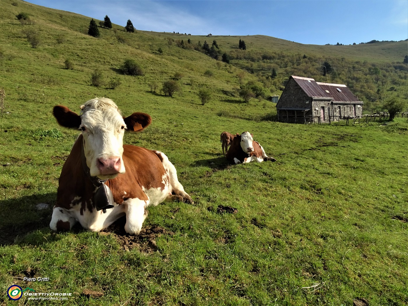 12 Mucca con vitellino alla Baita Baciamorti (1450 m).JPG